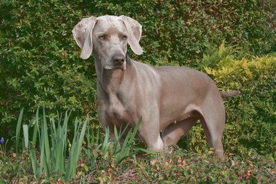 Aloxe, notre chienne Braque de Weimar