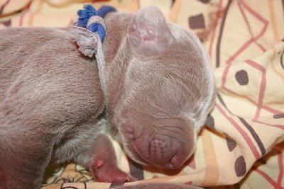 gros plan sur la tête d'un bébé