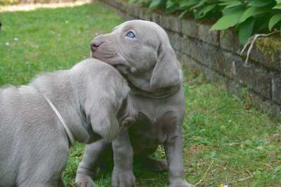 chiots dans le jardin