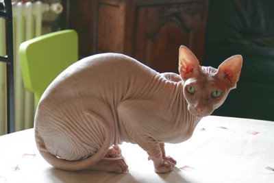 notre Sphynx crème sur la table de salle à manger