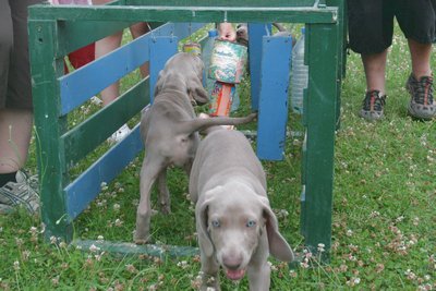 chiots dans le couloir avec des obstacles