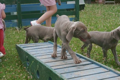 chiot sur le pont à bascule